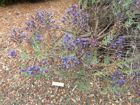 Image of Echium gentianoides Webb ex Coincy