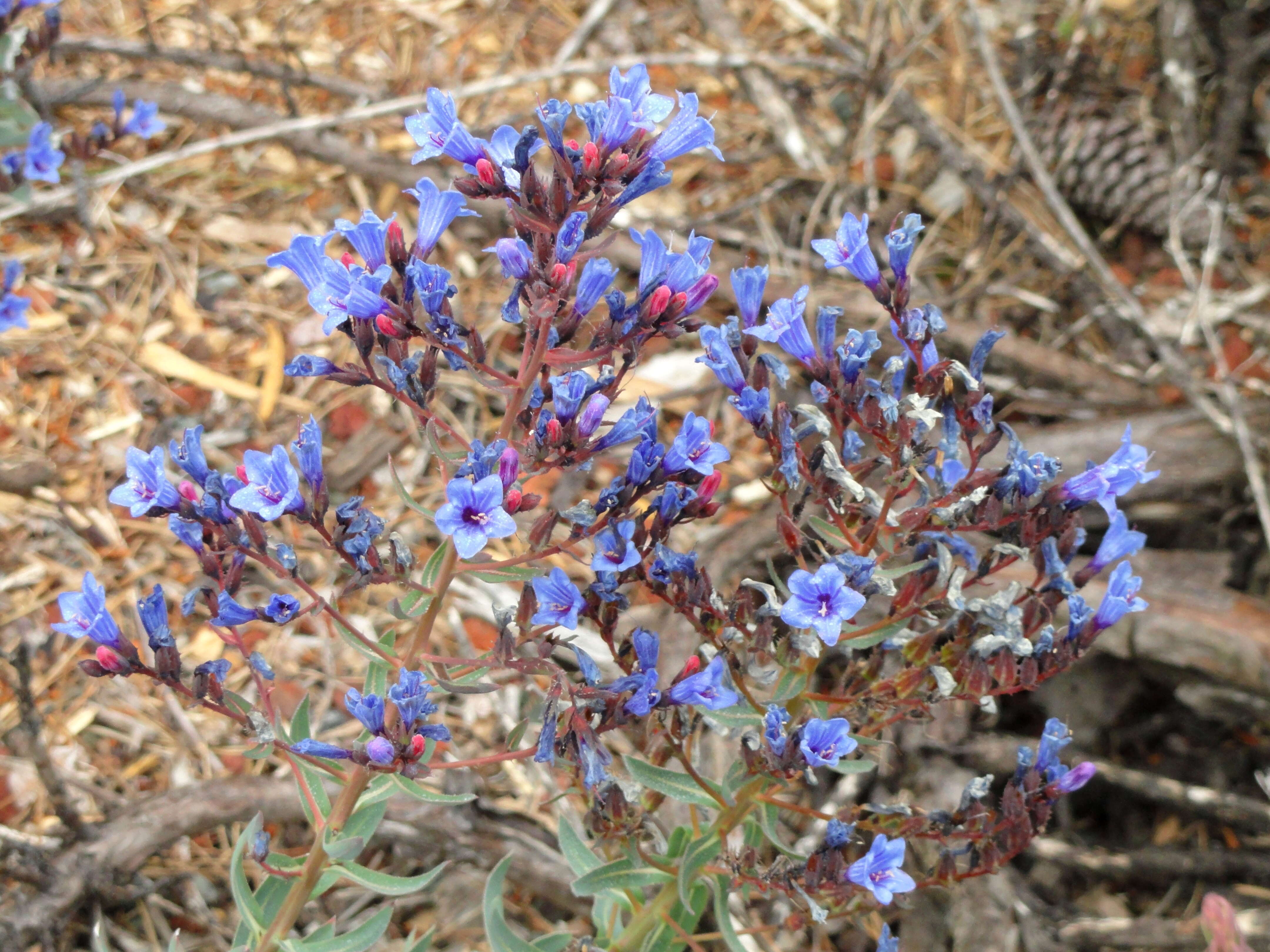 Слика од Echium gentianoides Webb ex Coincy