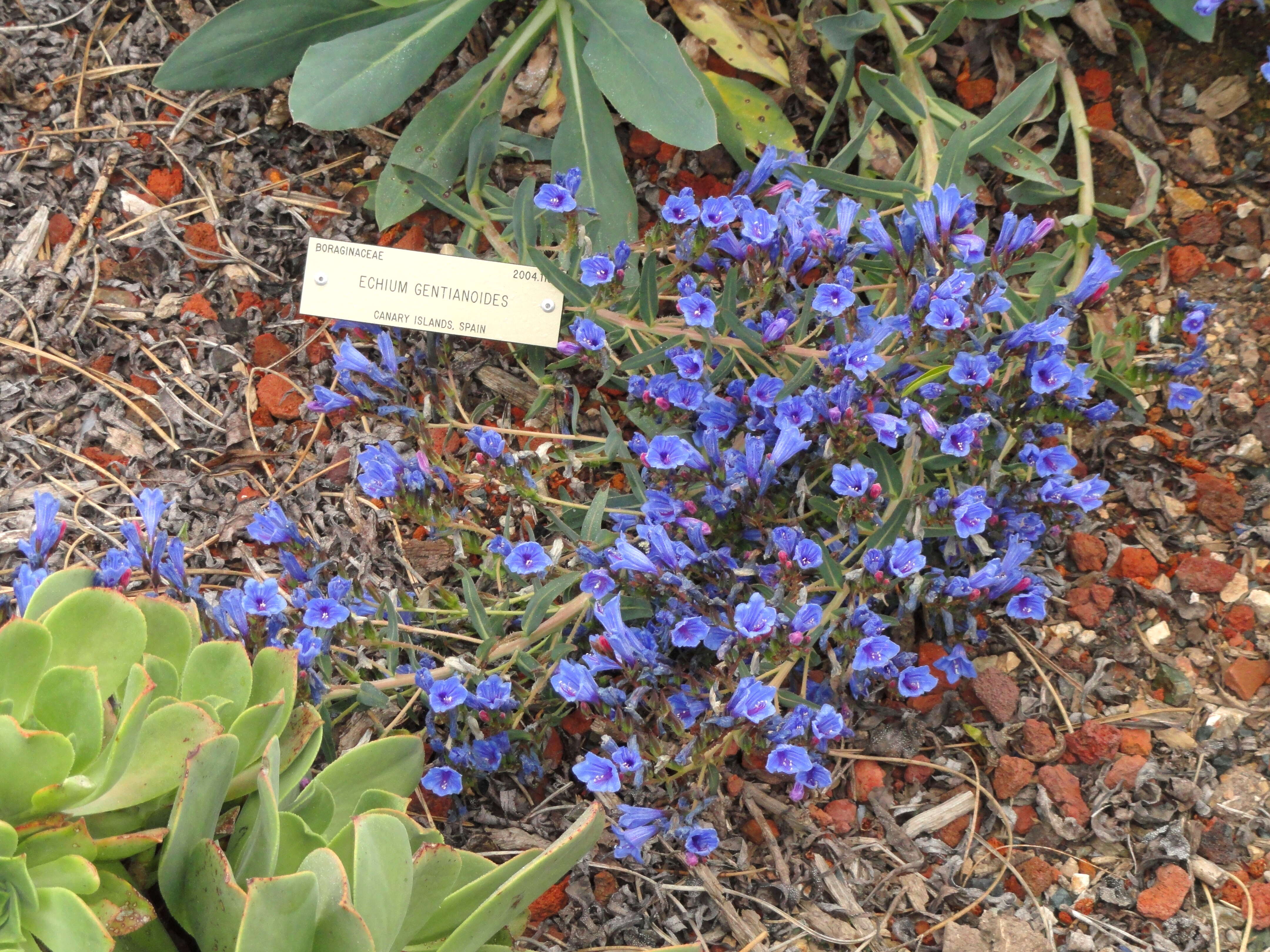 Слика од Echium gentianoides Webb ex Coincy