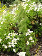 Image of Canary Islands Juniper