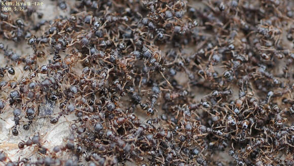 Image of Japanese Pavement Ant