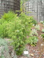 Image of Canary Islands Juniper