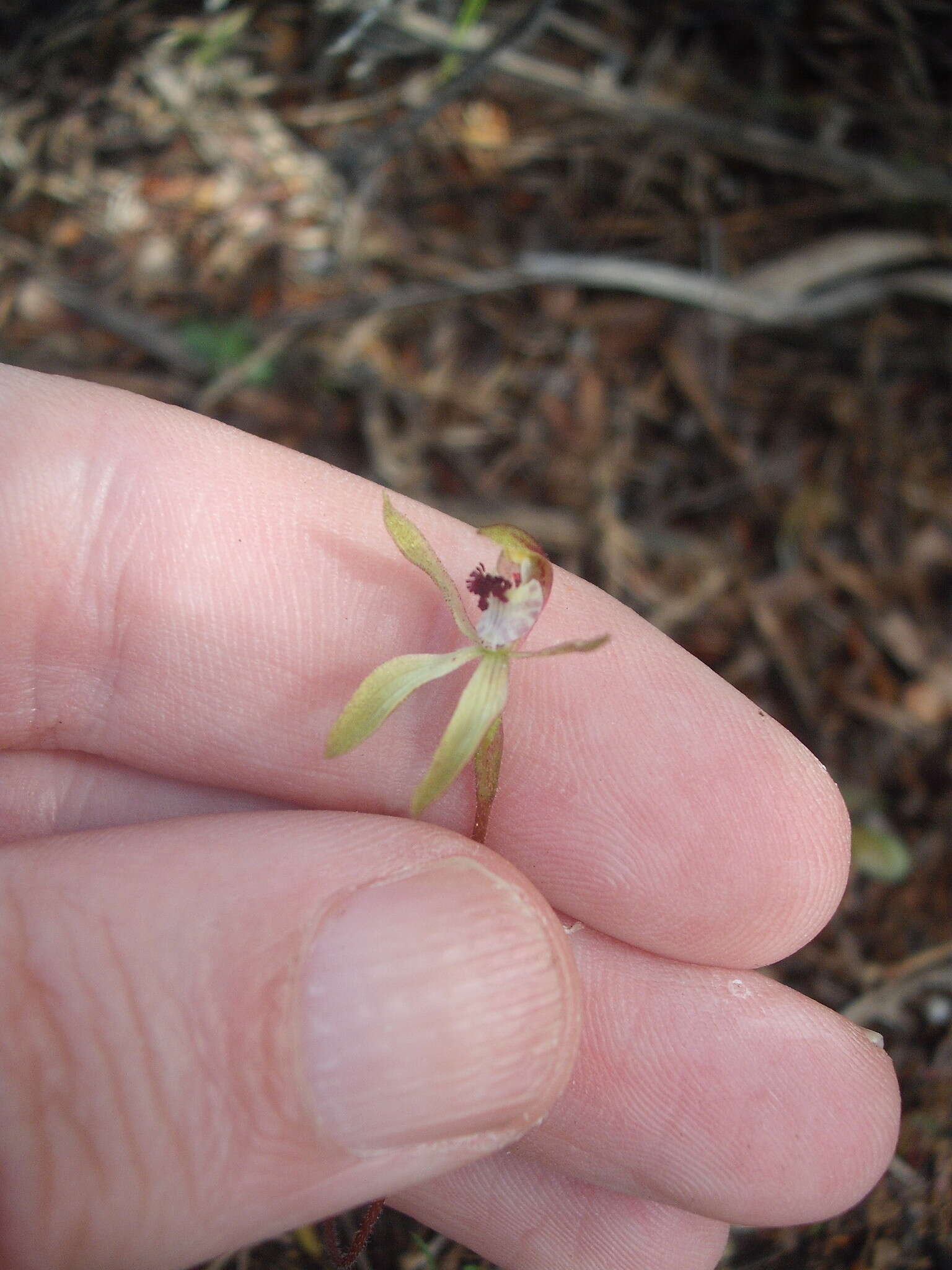 صورة Caladenia atradenia D. L. Jones, Molloy & M. A. Clem.