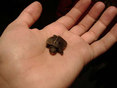 Image of Eastern box turtle