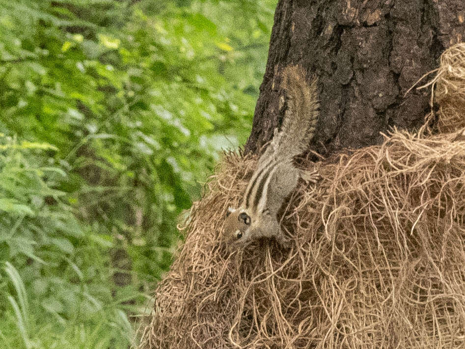 Image of Swinhoe's Striped Squirrel