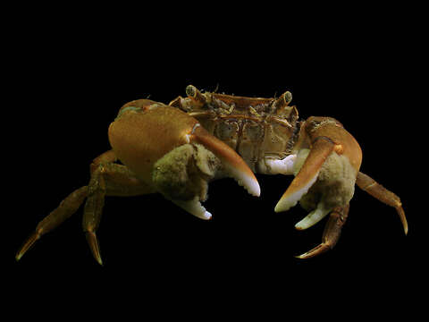 Image of Hemigrapsus takanoi