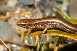 Image of Oligosoma newmani (Wells & Wellington 1985)