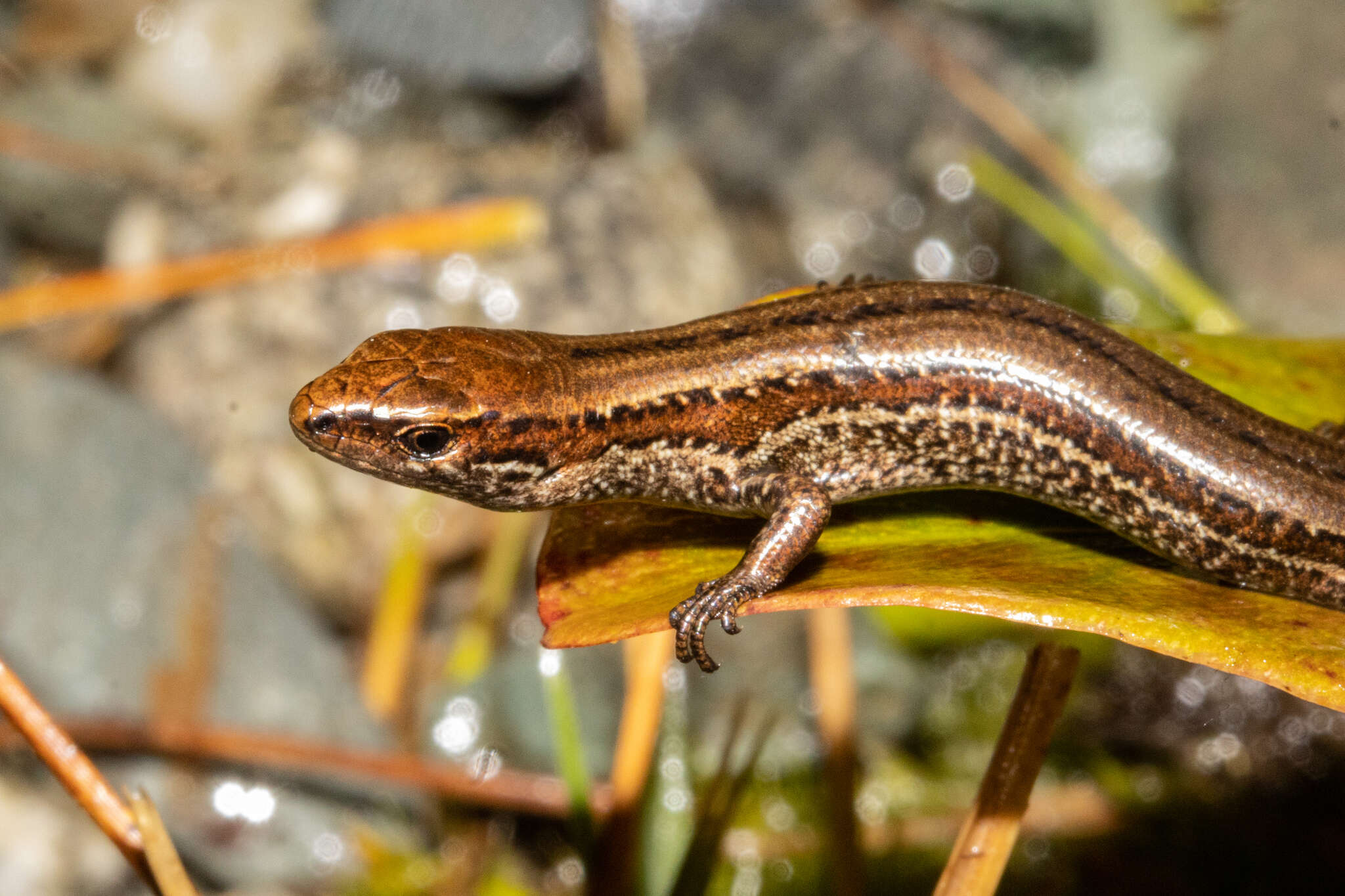 Image of Oligosoma newmani (Wells & Wellington 1985)