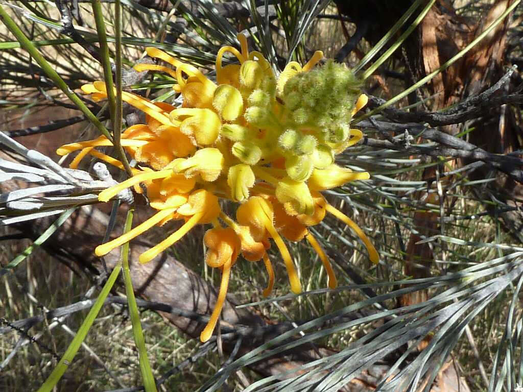 Image of Grevillea juncifolia Hook.