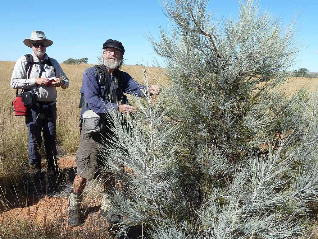 Image of Grevillea juncifolia Hook.