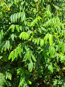 Image of Senna stipulacea (Aiton) H. S. Irwin & Barneby