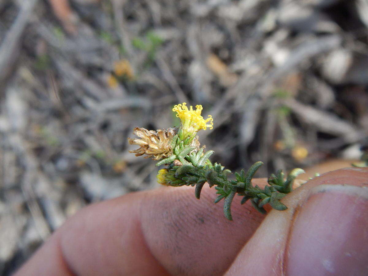 Imagem de Marasmodes fasciculata S. Ortiz