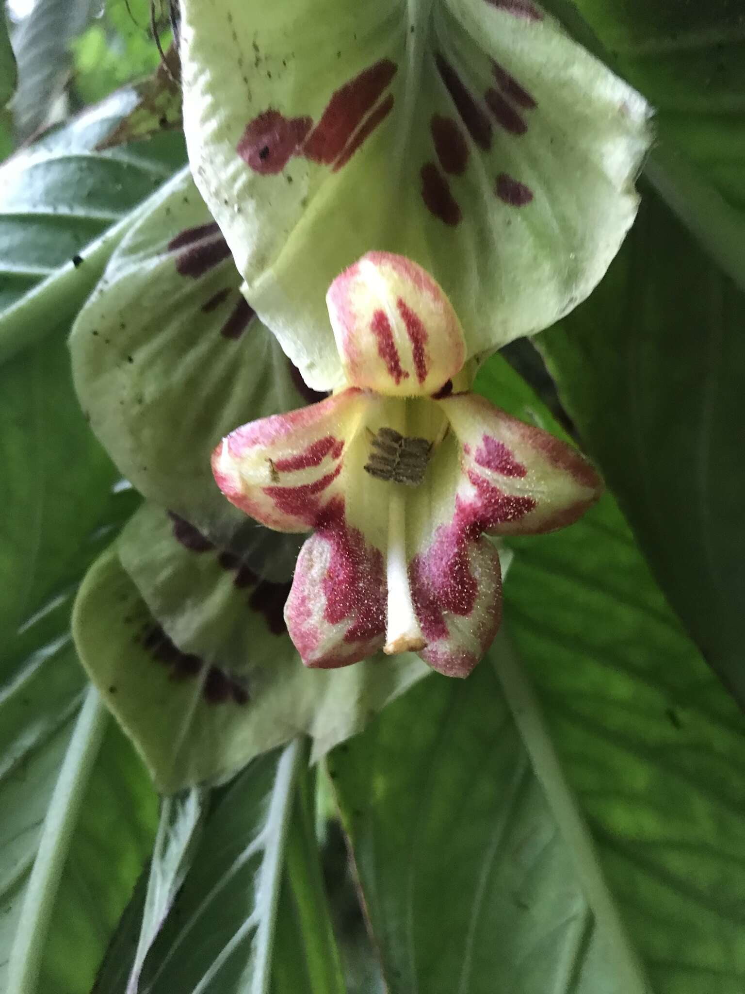 Image of Columnea medicinalis (Wiehler) L. E. Skog & L. P. Kvist