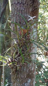 Image of Cattleya lundii (Rchb. fil. & Warm.) Van den Berg