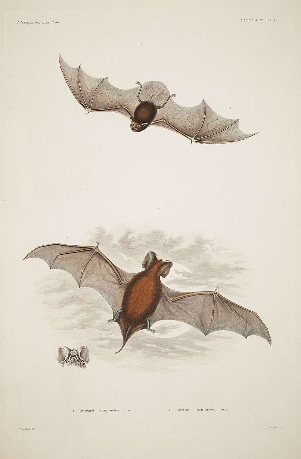 Image of Pacific Sheath-tailed Bat