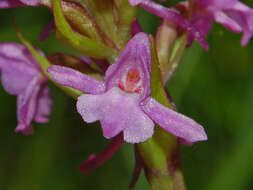 Image of fragrant orchid