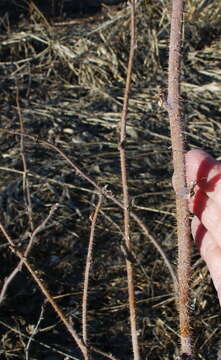 Image of Rubus sachalinensis H. Lév.