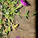 Image of Delosperma monanthemum Lavis