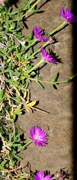 Image of Delosperma monanthemum Lavis