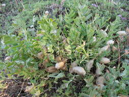 Image of Oxytropis caespitosa (Pall.) Pers.