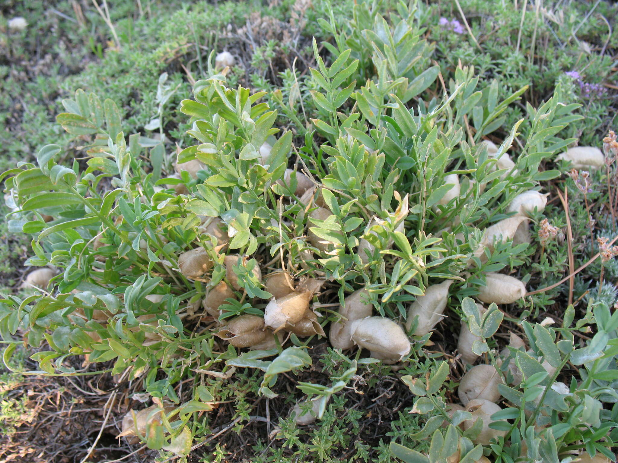 Image de Oxytropis caespitosa (Pall.) Pers.