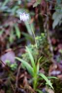 Image of Burmannia longifolia Becc.