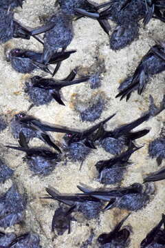 Image of Black-nest Swiftlet