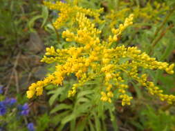 صورة Solidago juncea Ait.