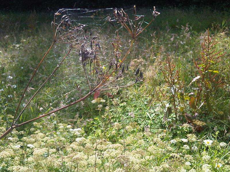 Imagem de Rumex obtusifolius L.