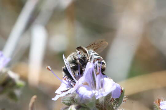 Image of Andrena palpalis Timberlake 1951