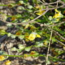 Image of Verbascum pinnatifidum Vahl