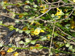 Image of Verbascum pinnatifidum Vahl