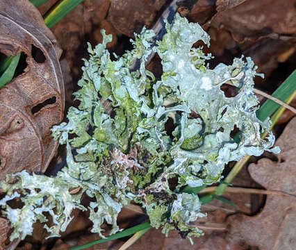 Image of cartilage lichen