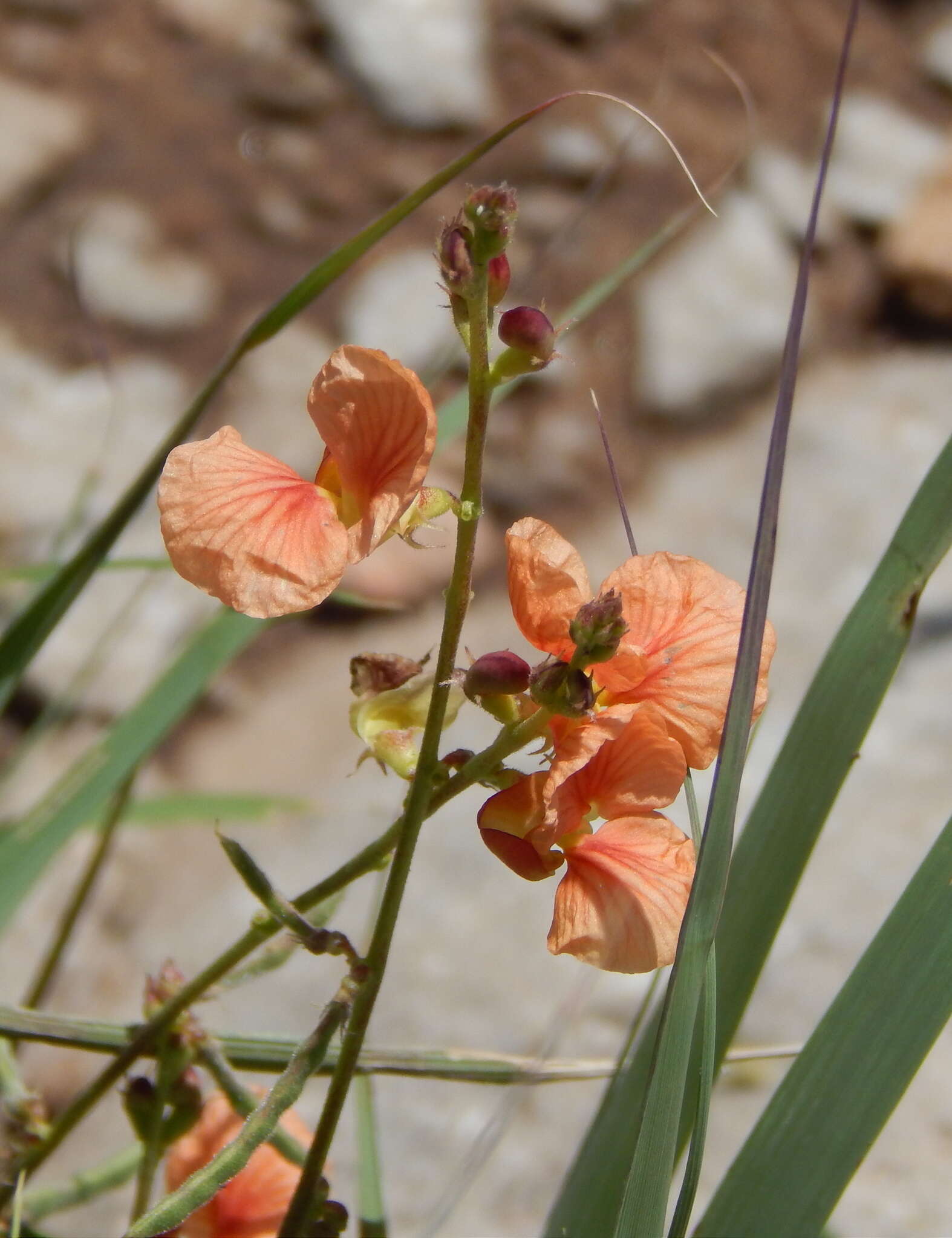 Слика од Macroptilium gibbosifolium (Ortega) A. Delgado