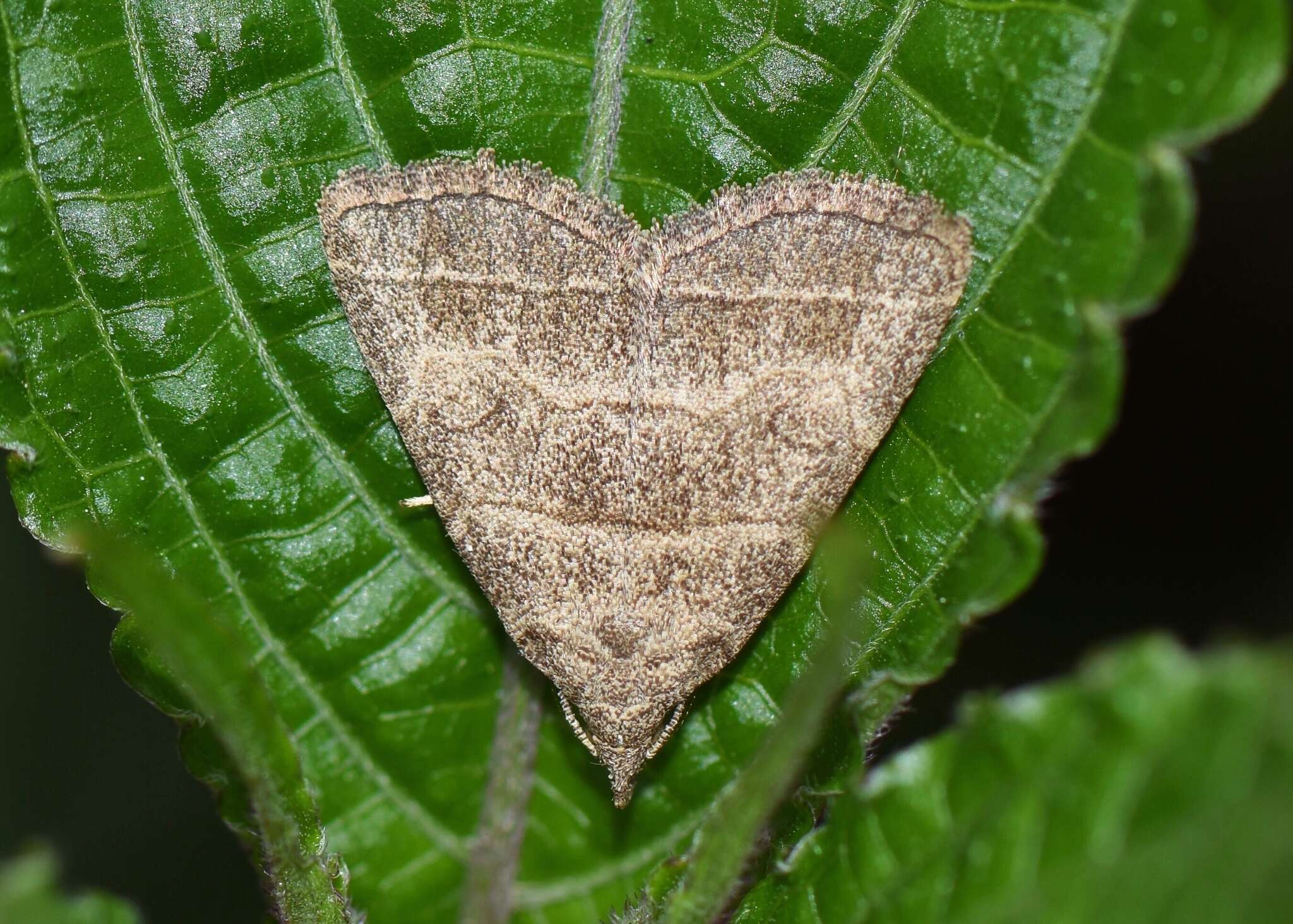 Image of Polypogon annulata (Leech 1900)