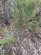 Image of Illawarra Cypress-pine