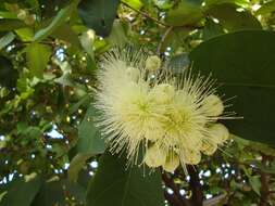 Imagem de Syzygium samarangense (Bl.) Merr. & L. M. Perry