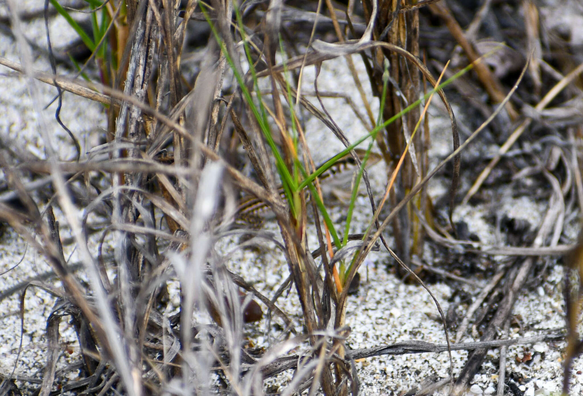 Image of Bocourt's Ameiva