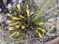 Image of Conostylis bealiana F. Muell.