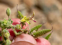 Image of Cleome dolichostyla Jafri