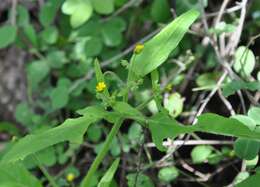 Image of Trigonospermum annuum Mc Vaugh & Laskowski