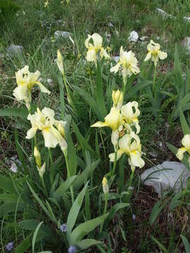 Image of Iris orjenii Bräuchler & Cikovac