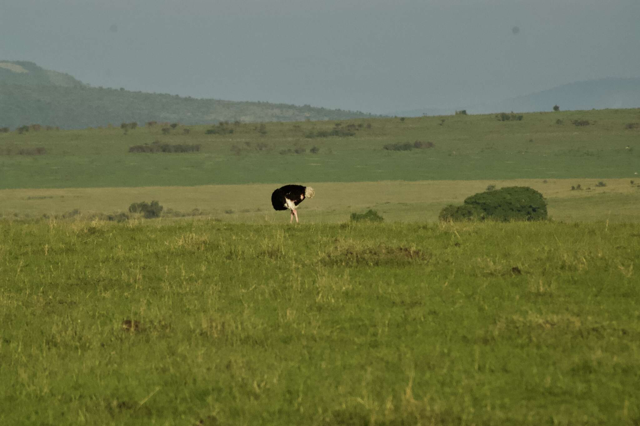 Image of Masai ostrich