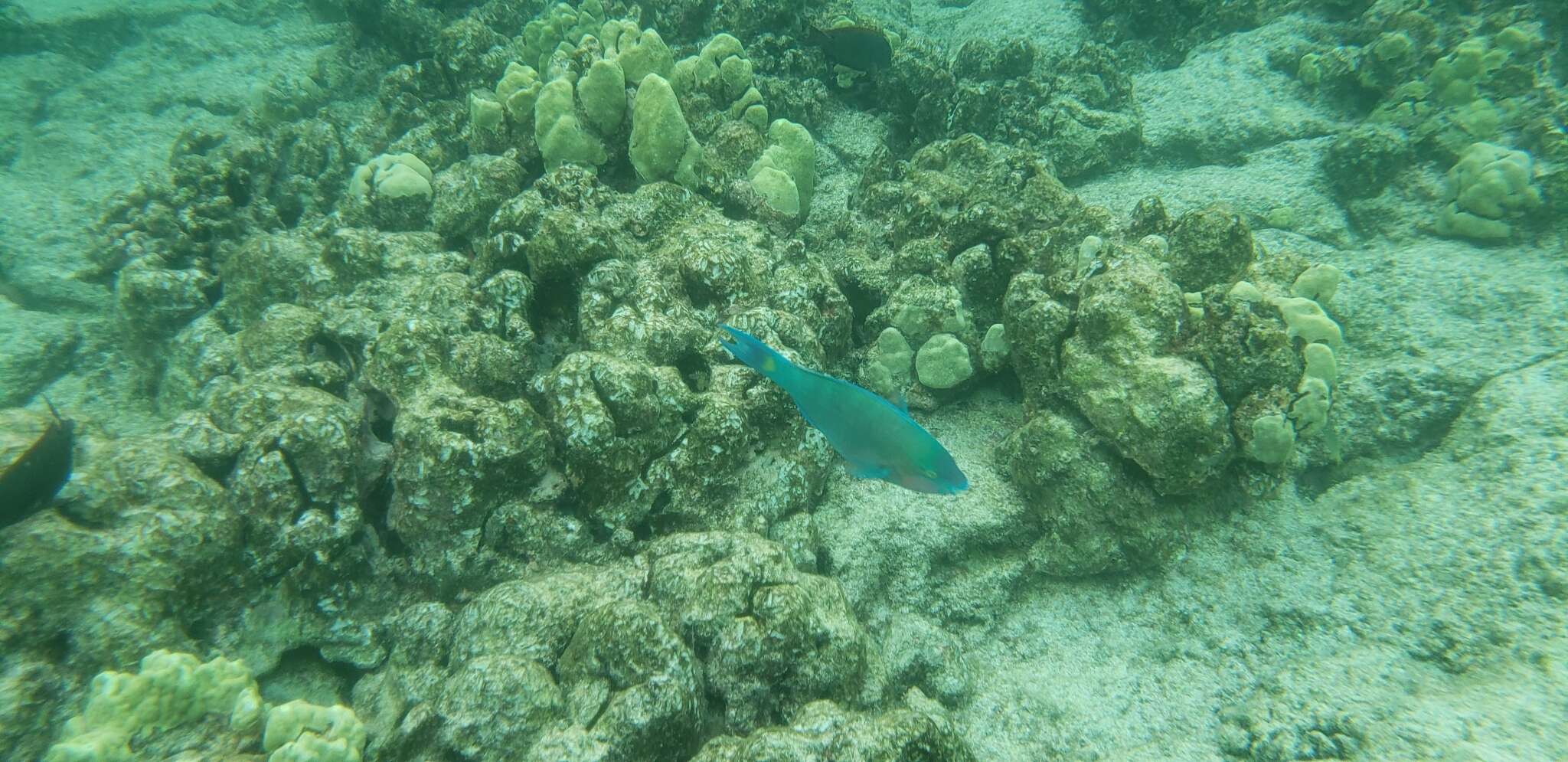 Image of Batavian Parrotfish