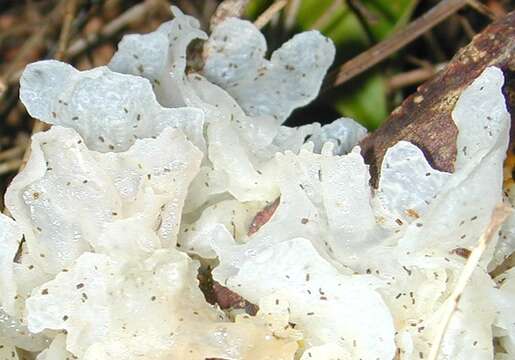 Image of snow fungus