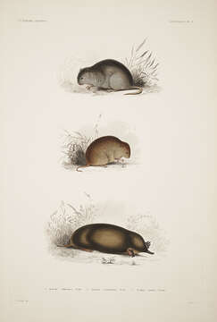 Image of Amargosa Vole