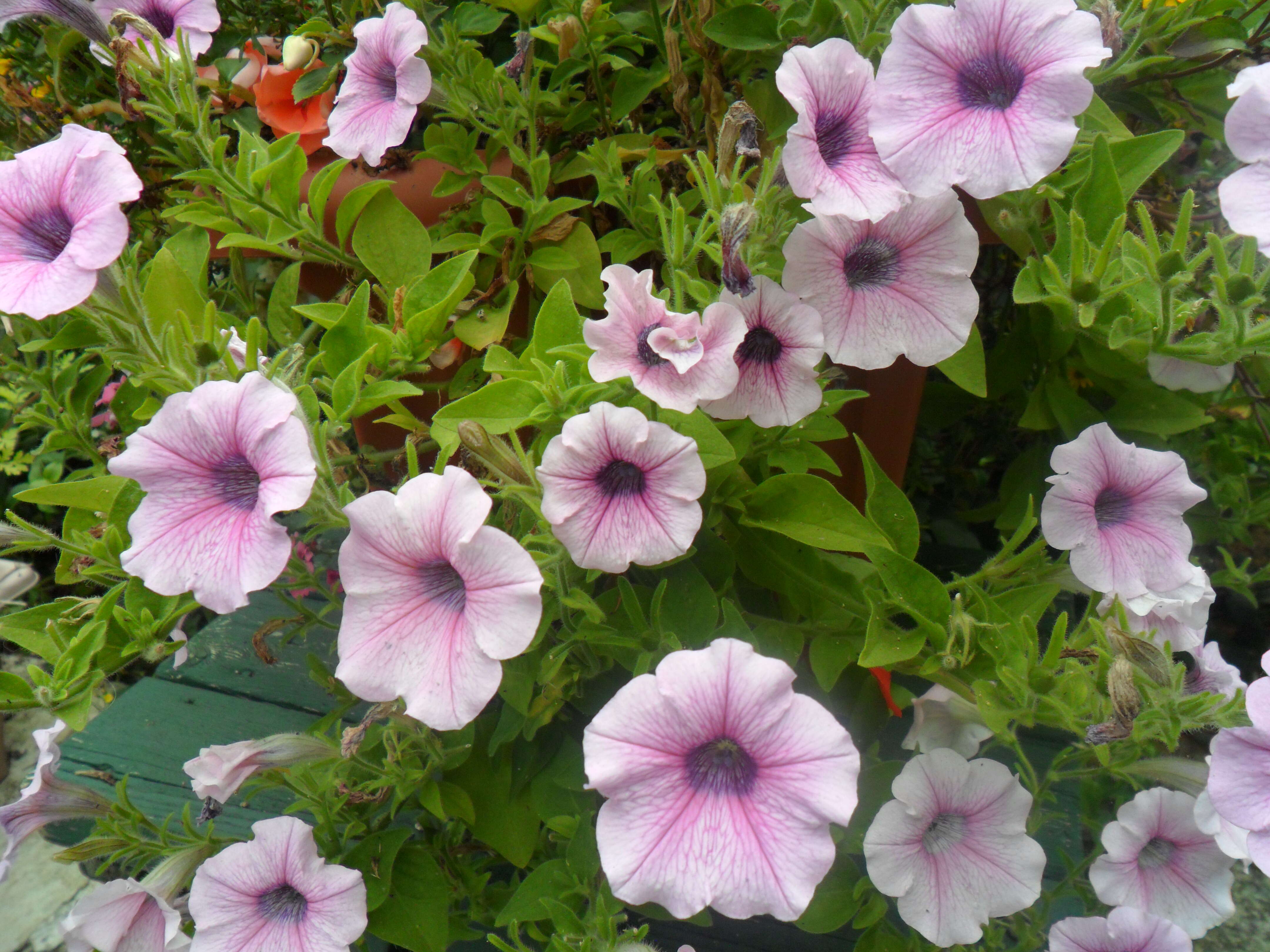 Image of petunia