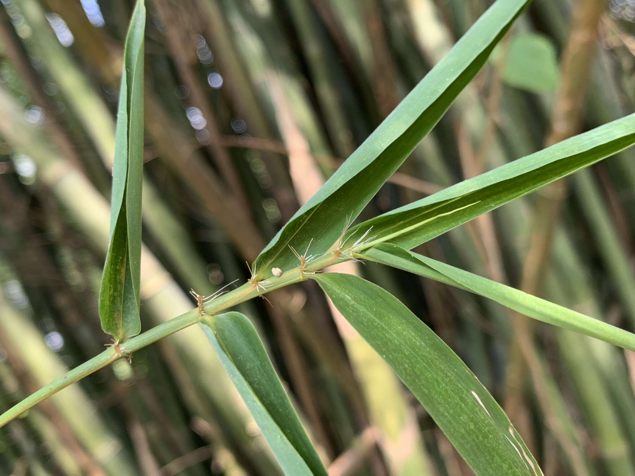 Image of Bambusa pachinensis Hayata