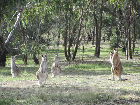 Image of kangaroo