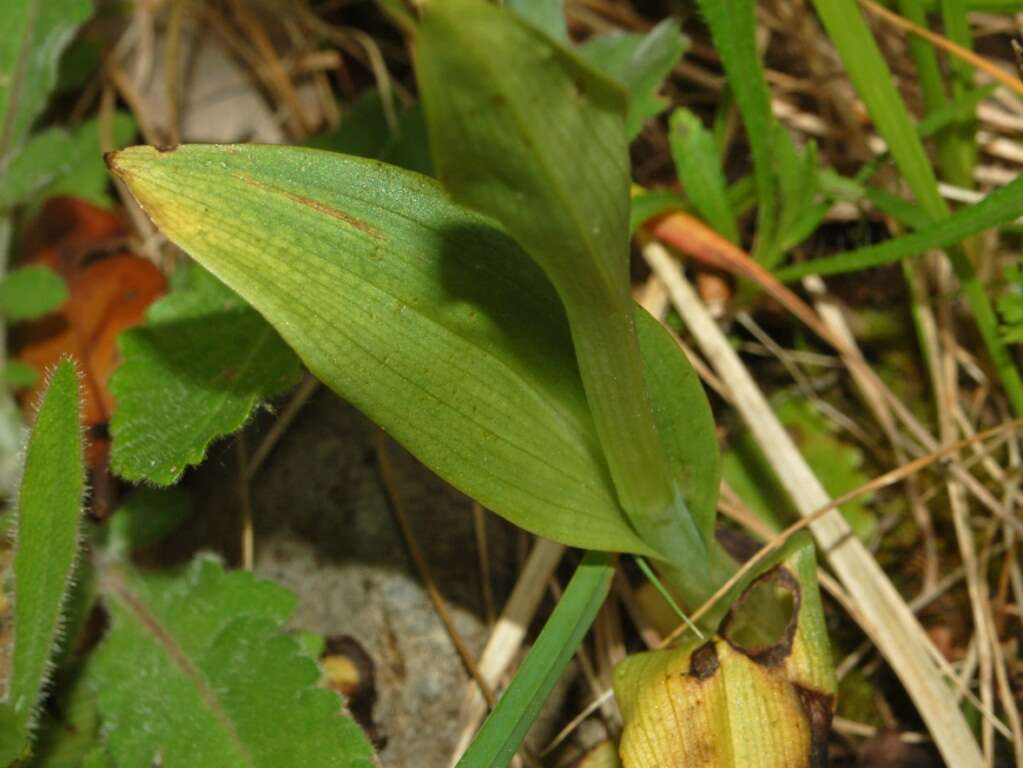 Image of Bee orchid